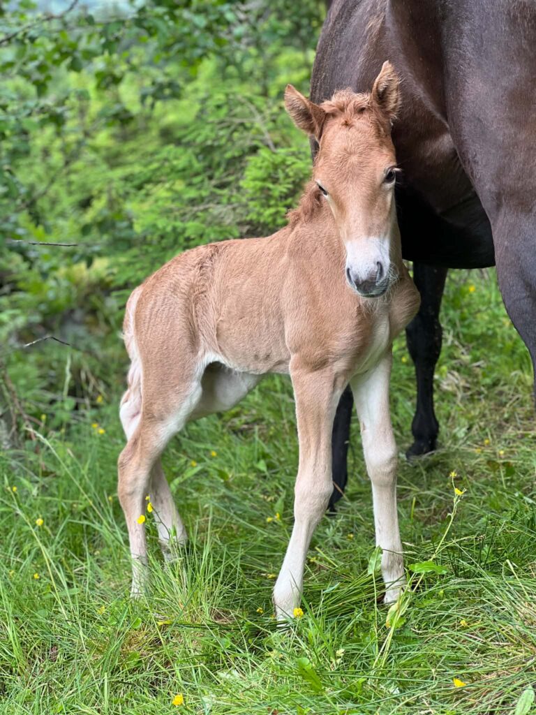 Helíos fra Martinusgarden